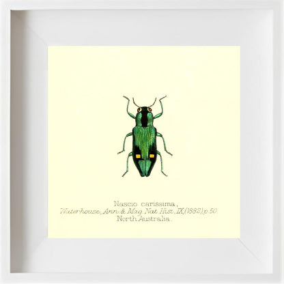 Nascio Carissima