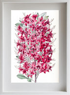 The Highclere Scarlet Azalea