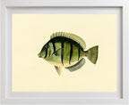Acanthurus Hirudo