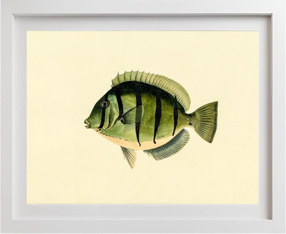 Acanthurus Hirudo