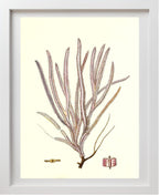 Gorgonia anceps