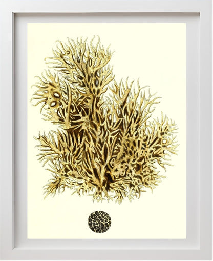 Spongia damicornis