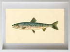 The Rangeley Trout (Adult Male) Salvelinus-Oquassa