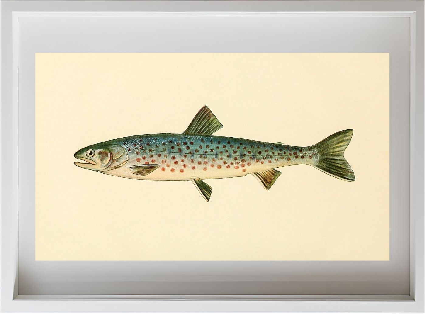 The Rangeley Trout (Adult Male) Salvelinus-Oquassa