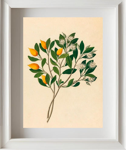 Hexand. Mono (Mimusops Obovata)