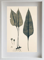 Polypodium Ovatum