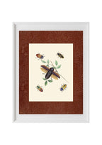 Beetles 3
