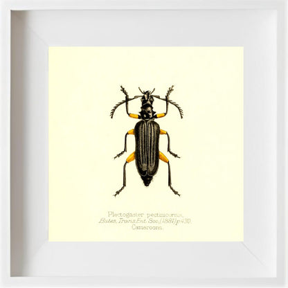 Plectogaster Pectinicornis