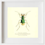 Tetracha Australis