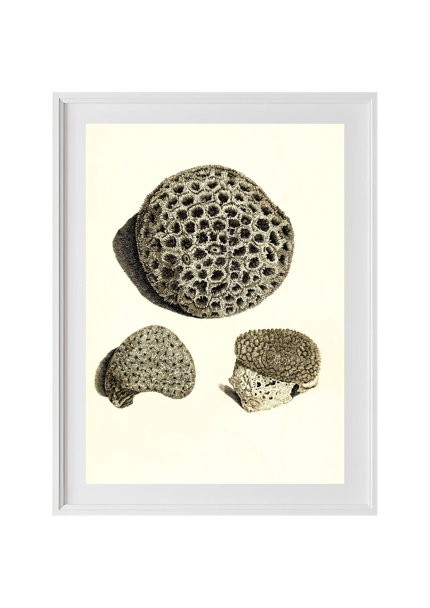 Astrea denticulata; Astrea siderea; Monticularia microconos