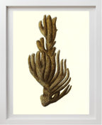 Spongia ftupola