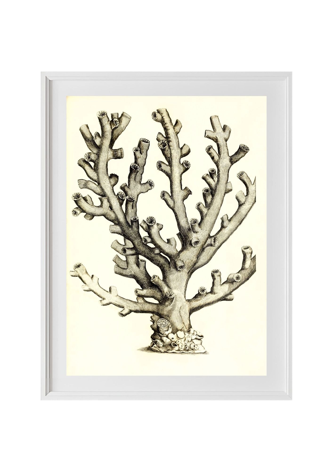 Caryophillia ramea