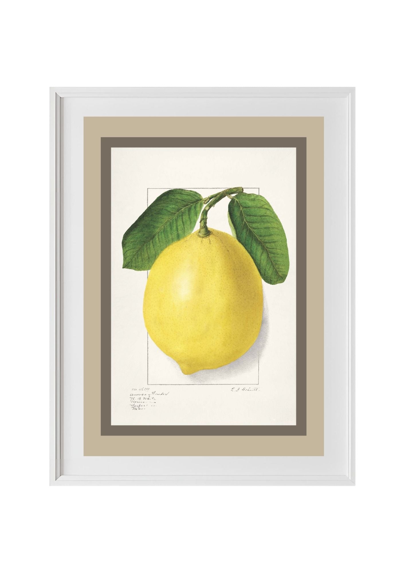 Lemon Citrus