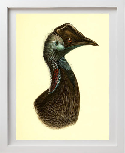 Casuarius Bennetti