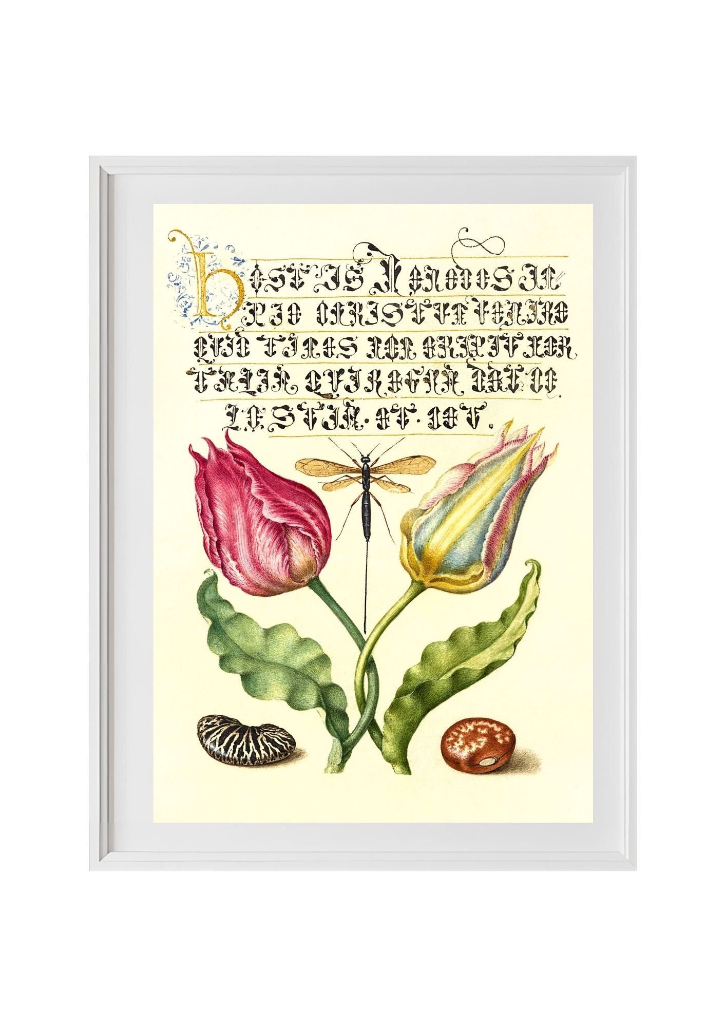 Gesner’sTulip, Ichneumon Fly, Kidney Bean, and Scarlet Runner Bean