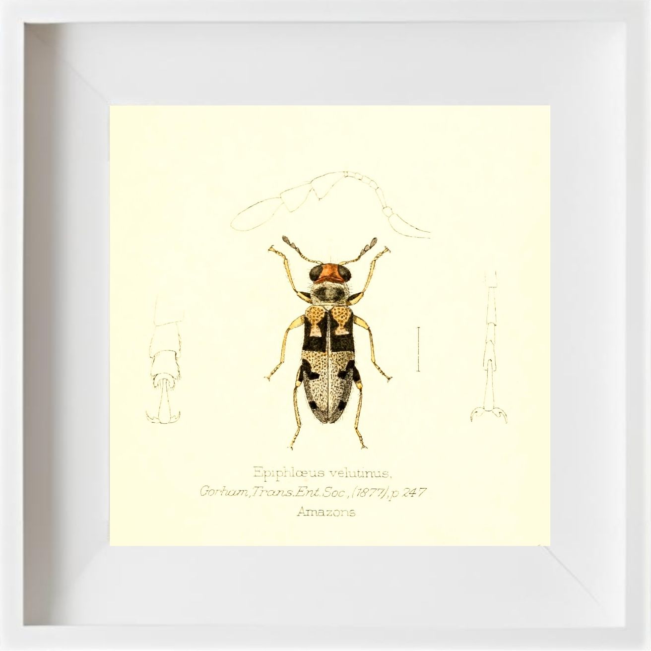 Epiphloeus Velutinus
