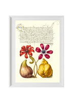 Poppy Anemones, Caterpillar, Fig, and Quince