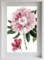 Rhododendron