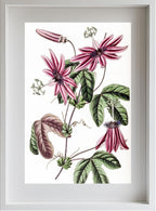 Crimson Passionflower
