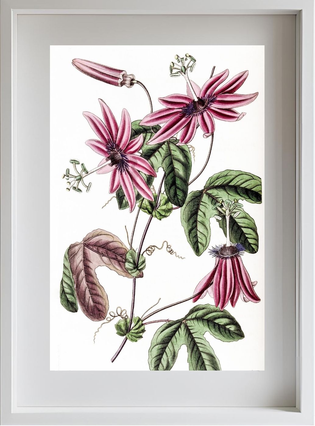 Crimson Passionflower