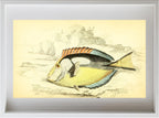 Yellow-Bellied Acanthurus