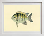 Chaetodon Tyrwhitti