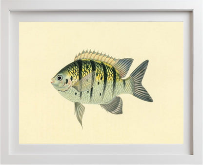Chaetodon Tyrwhitti