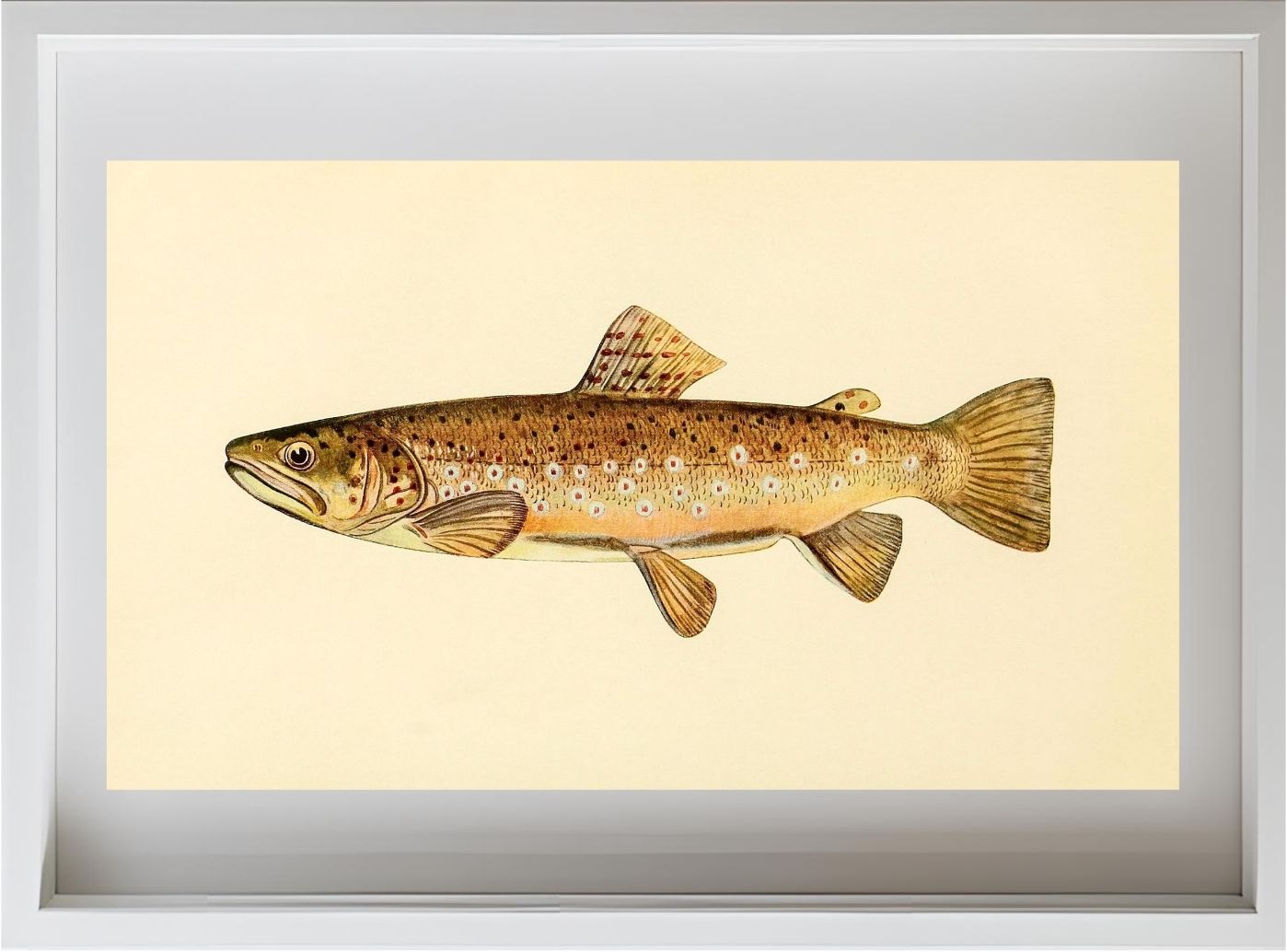 The Brown Trout (Adult Male) Salmo-Fario