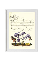 Scarlet Tiger-Moth, Larkspur, Insect, and Caterpillar