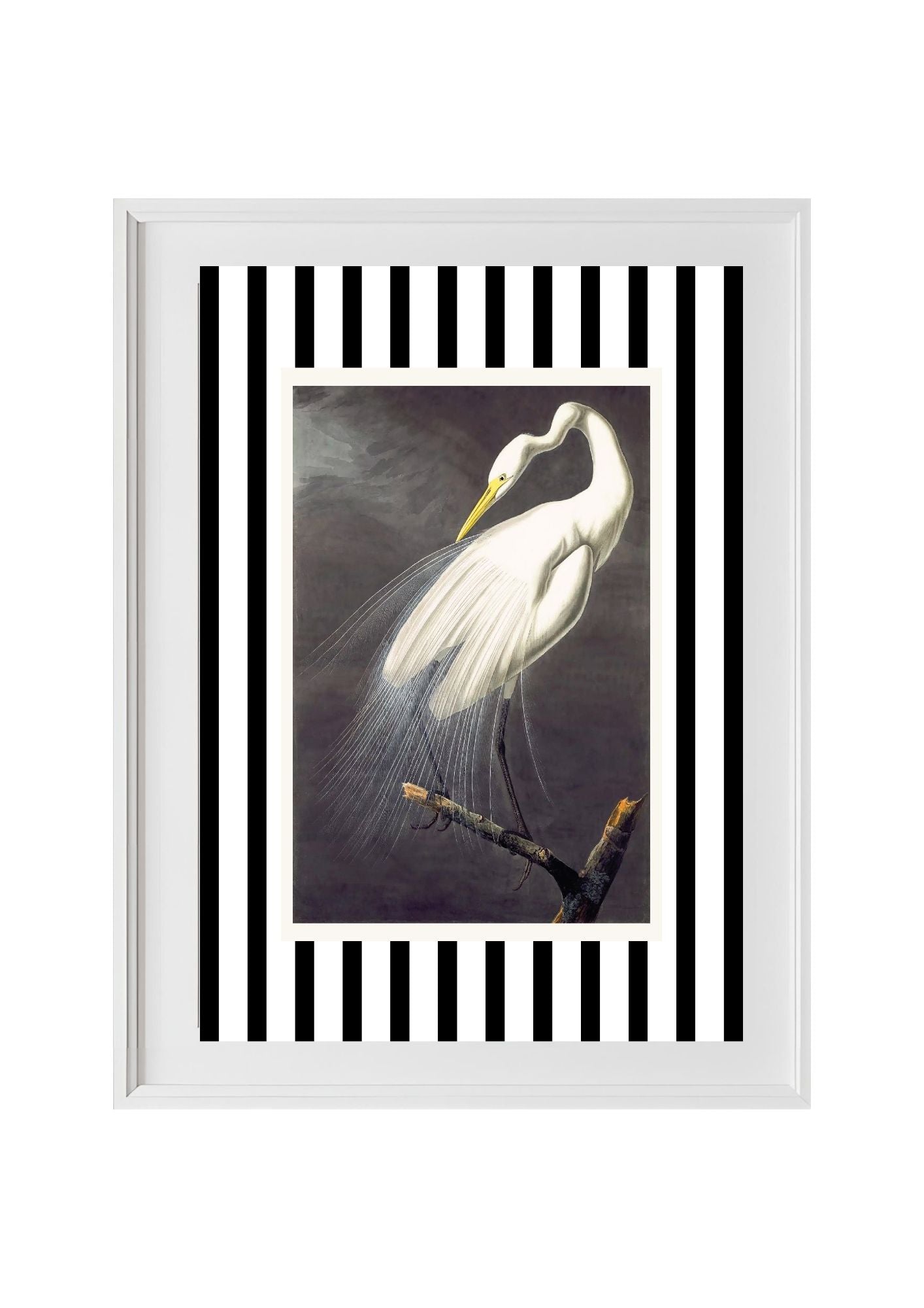 Great White Egret