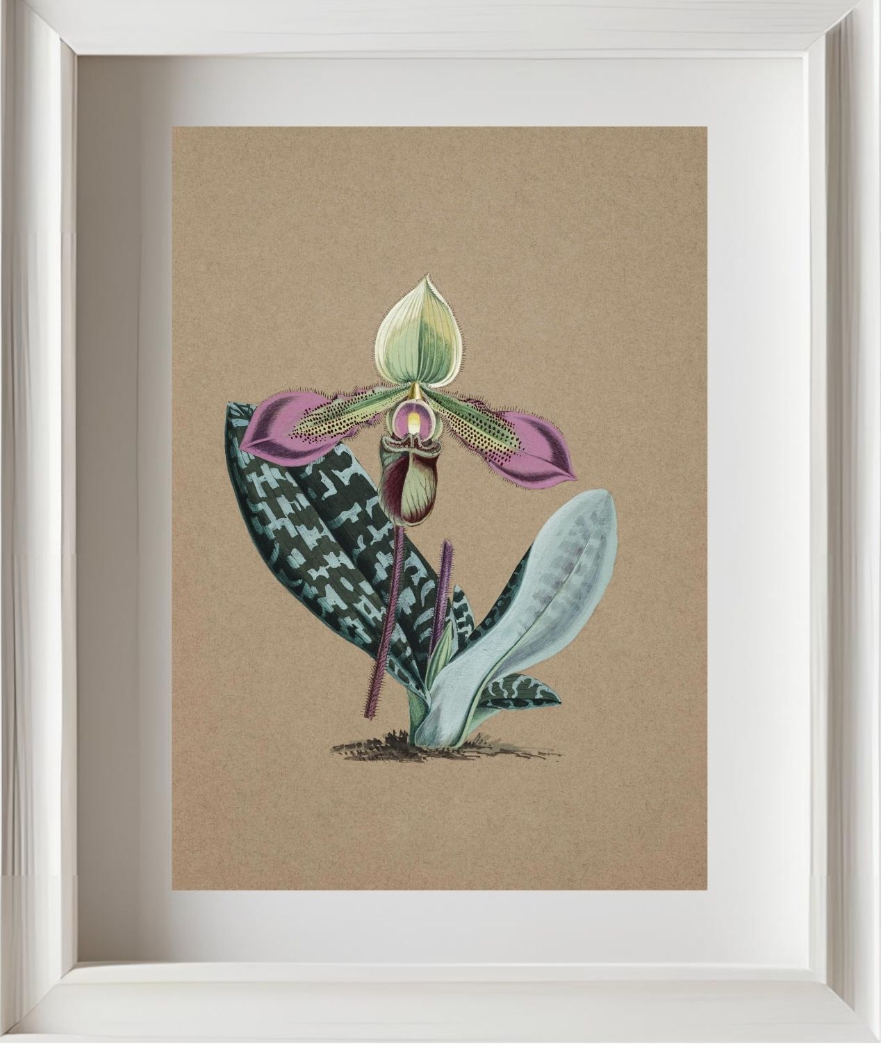 Cypripedium Hookerae