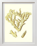 Madrepora muricata