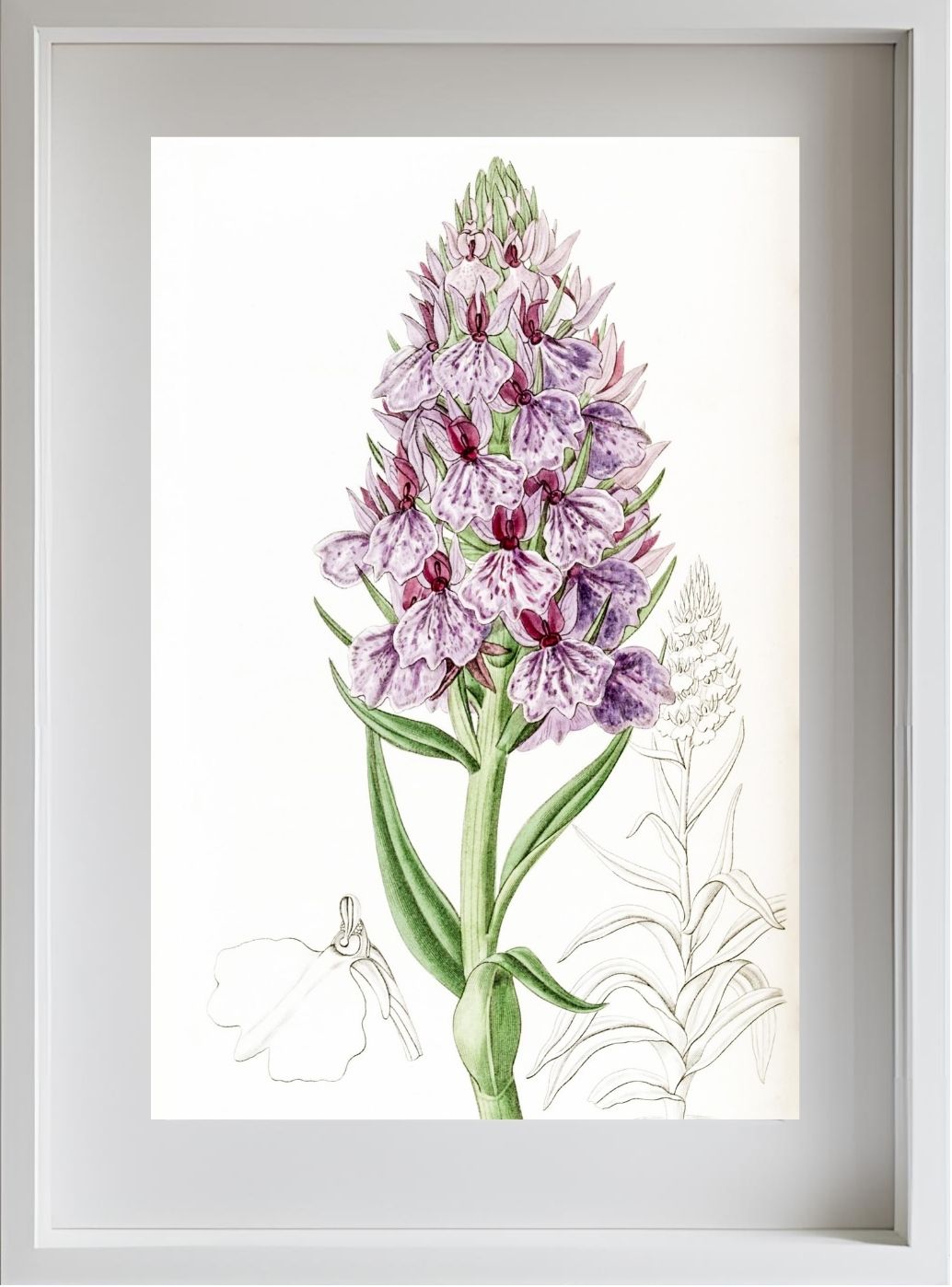 Leafy-Spiked Orchis