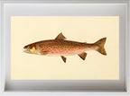The Dolly Varden Trout (Adult Male) Salvelinus-Parkei