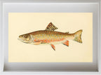 The Brook Trout (Adult Male) Salvelinus-Fontinalis (early fall coloration)