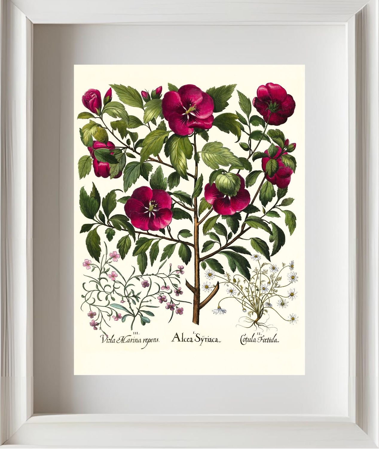 Rose of Sharon, Stinking chamomile, Malcolm stock 2