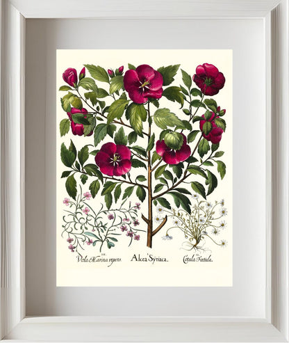 Rose of Sharon, Stinking chamomile, Malcolm stock 2