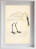 Spoonbill