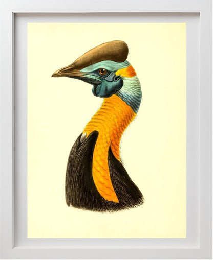 Casuarius Uniappendiculatus Aurantiacus