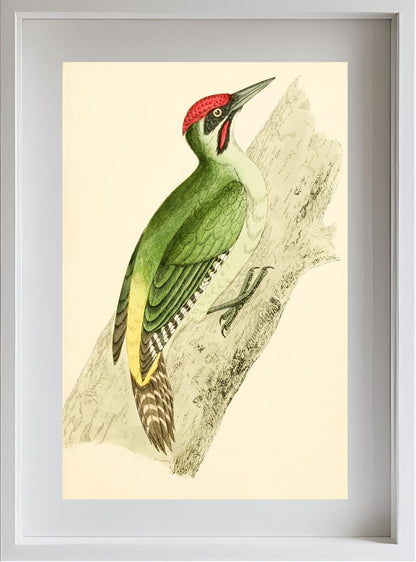 Green Woodpecker