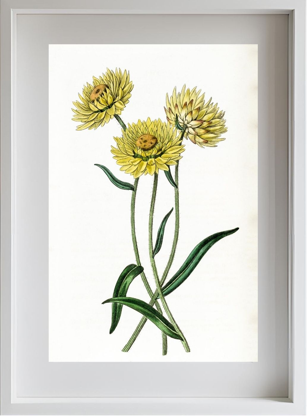Two-coloured Elichrysum