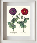 Lacy double-flowered garden poppies