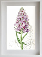 Leafy-Spiked Orchis