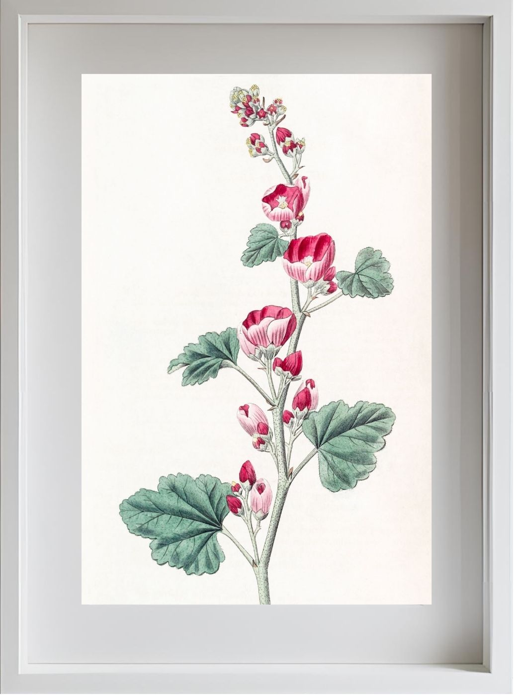 Mr. Munro's Mallow