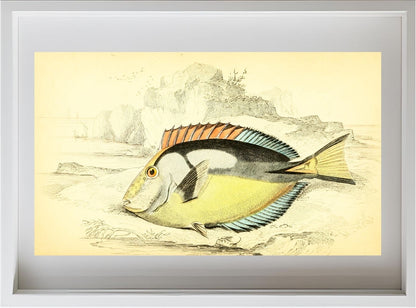 Yellow-Bellied Acanthurus
