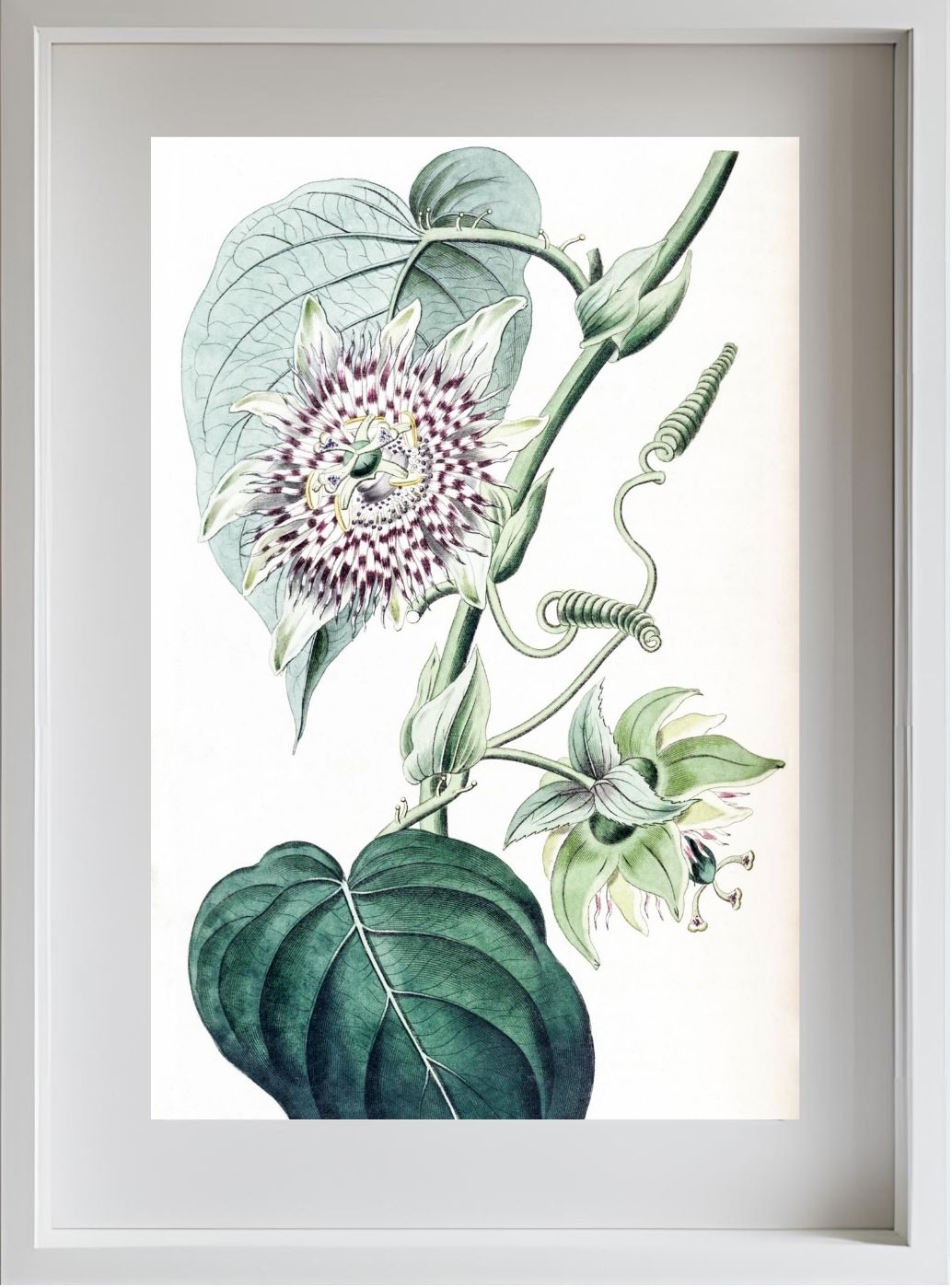 Strapped Passion-flower