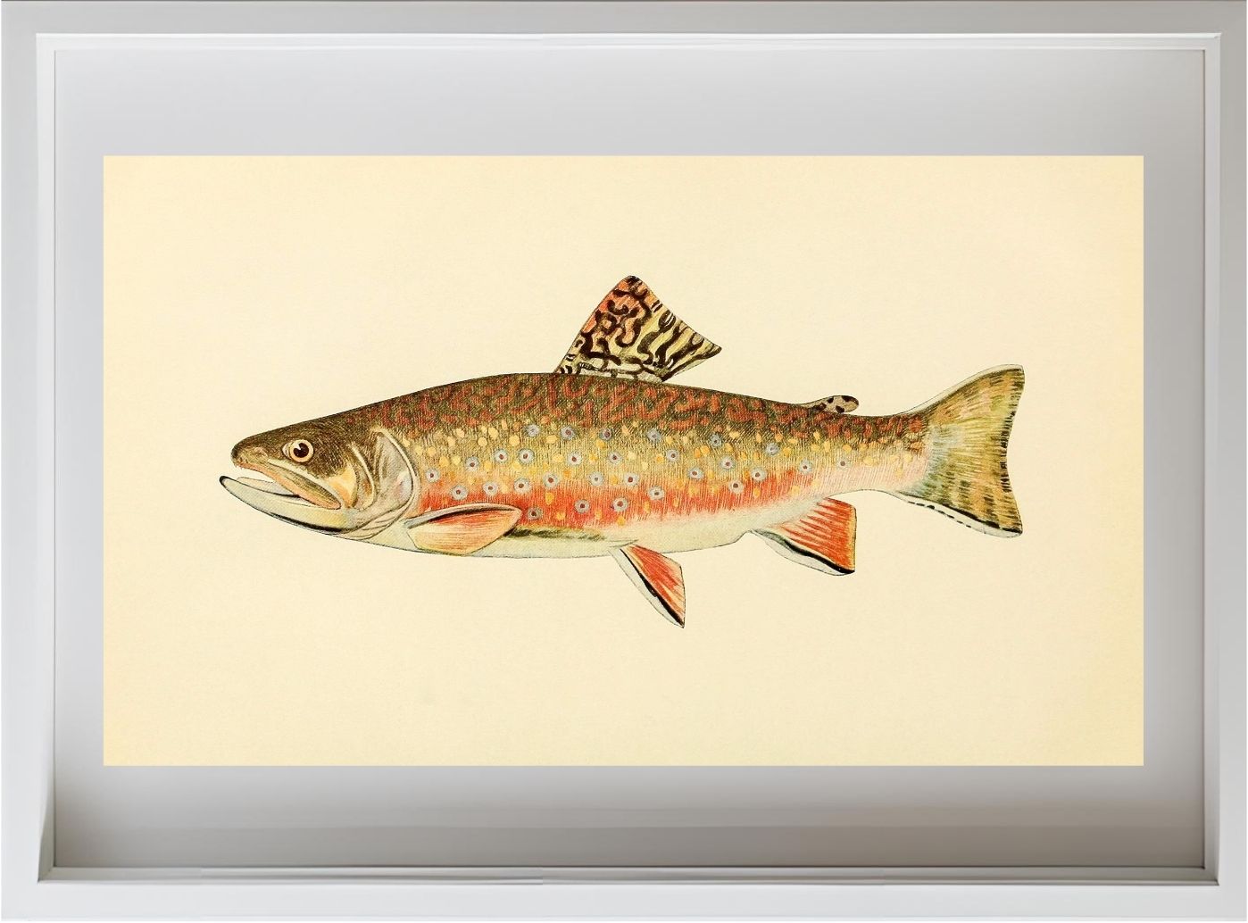 The Brook Trout (Adult Male) Salvelinus-Fontinalis (breeding season coloration)
