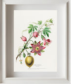 La Pomme Grenadille (Passiflora)