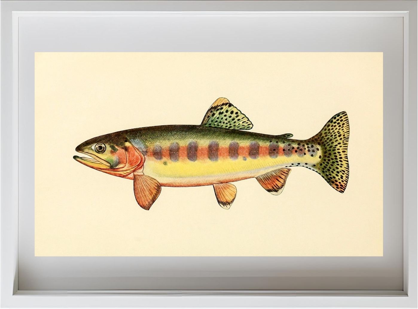 The Golden Trout of Volcano Creek, California