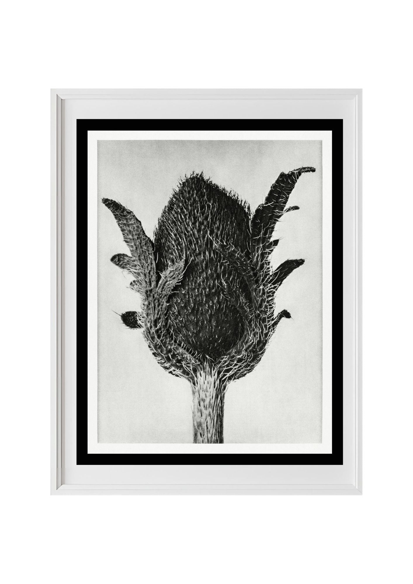 Papaver orientale (Oriental Poppy)